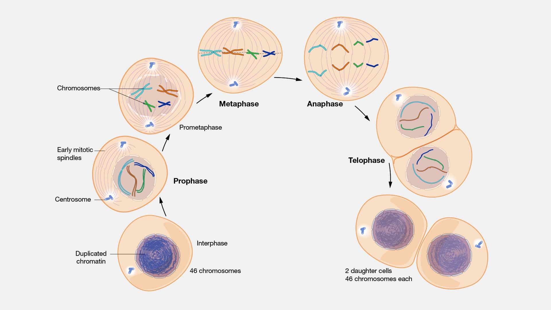 Дочерние клетки идентичны материнской. Mitosis Stages. Spindle in Mitosis. Деление клеток плакат. Деление клетки 5 класс биология.